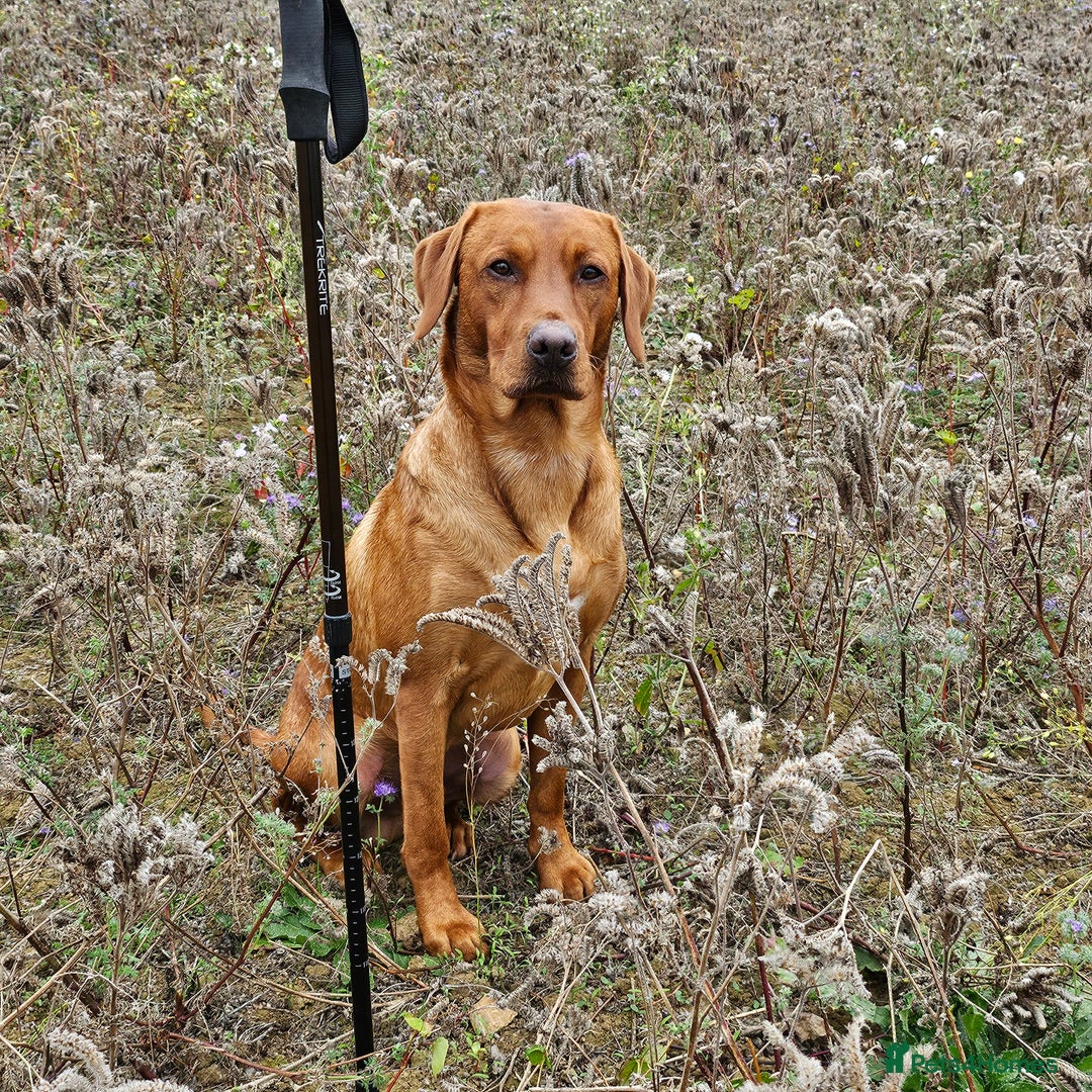 Labrador Retriever dogs for stud: Dark Fox Red Labrador Stud Dog - Image 3