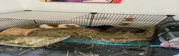 Guinea Pig rodents for sale: 3 guinea pigs  in Widnes - Advert 8