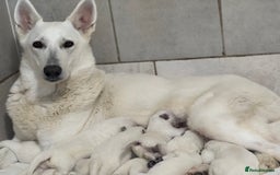 White Swiss Shepherd dogs for sale: White Swiss Shepherd Puppies - Image 4