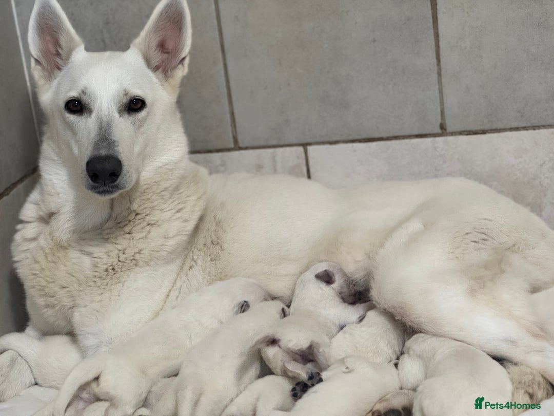 White Swiss Shepherd dogs for sale: White Swiss Shepherd Puppies - Image 4
