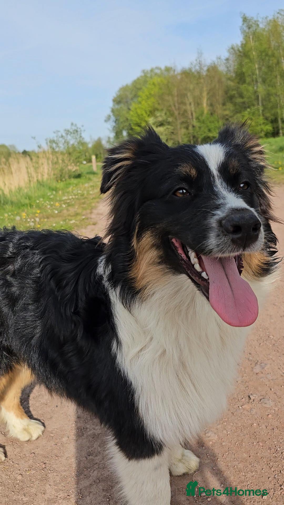 Australian Shepherd dogs 🐾KC REGISTERED AUSTRALIAN SHEPHERD FOR STUD - Advert 1