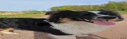 Australian Shepherd dogs for stud: 🐾KC REGISTERED AUSTRALIAN SHEPHERD FOR STUD - Advert 4