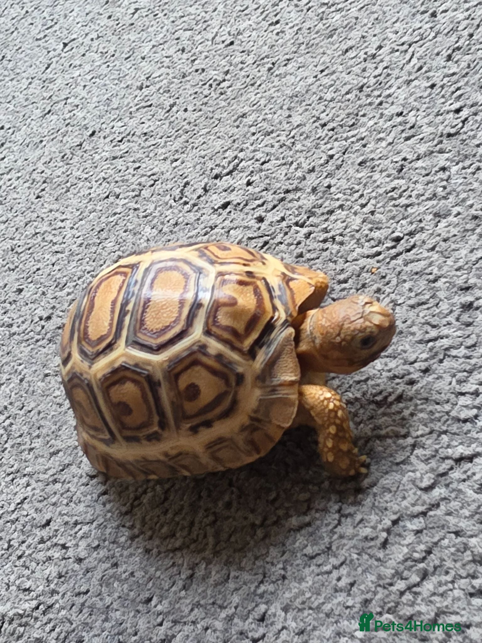 Tortoise reptiles  leopard tortos - Advert 5