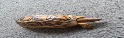 Tortoise reptiles for sale:  leopard tortos - Advert 1