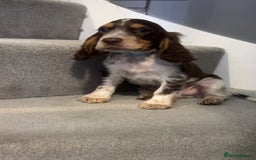 Cocker Spaniel dogs for sale: Cocker spaniel puppies  - Image 6