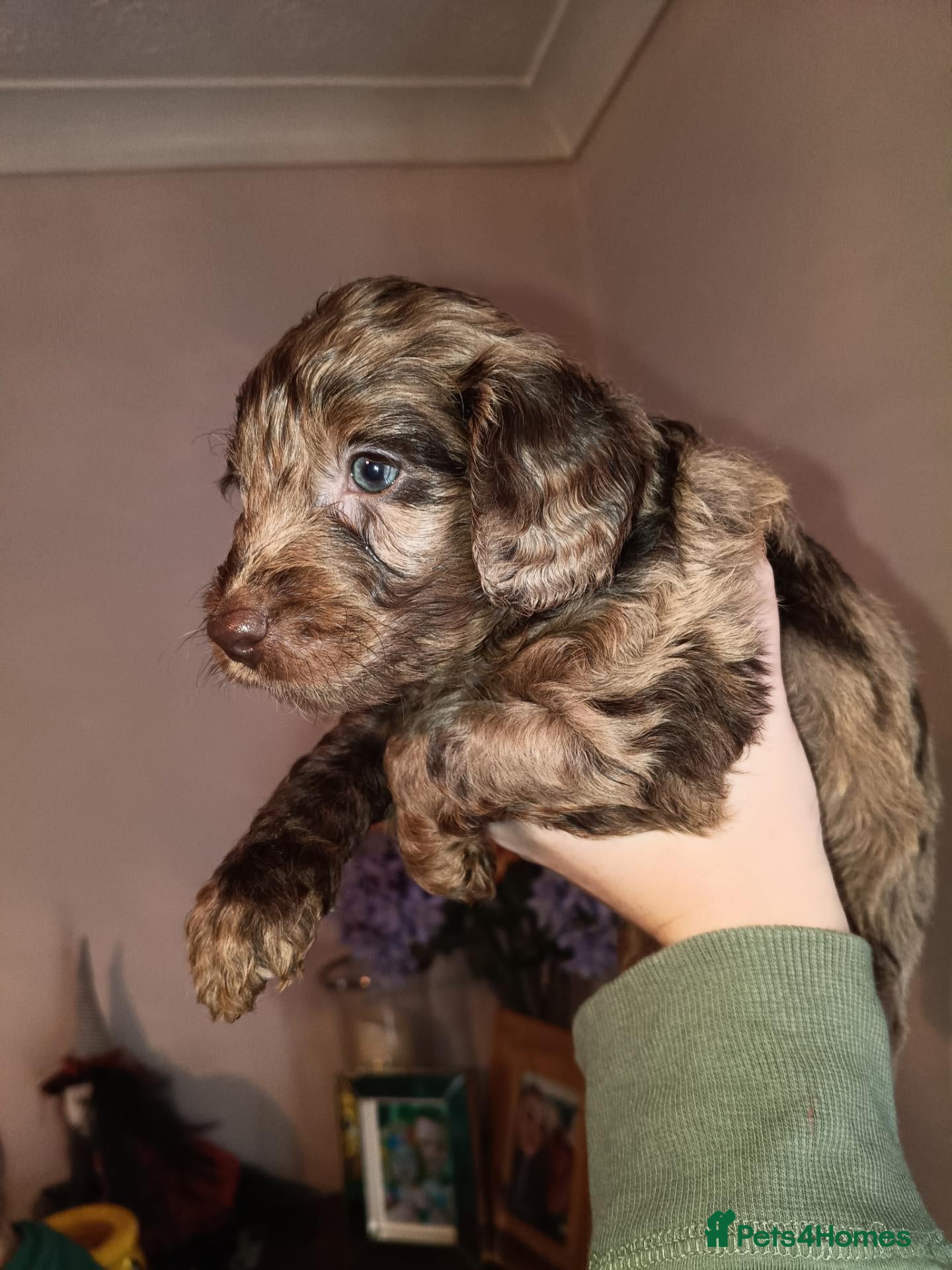 Cockapoo dogs for sale: Gorgeous merle and chocolate Cockapoos. - Advert 17