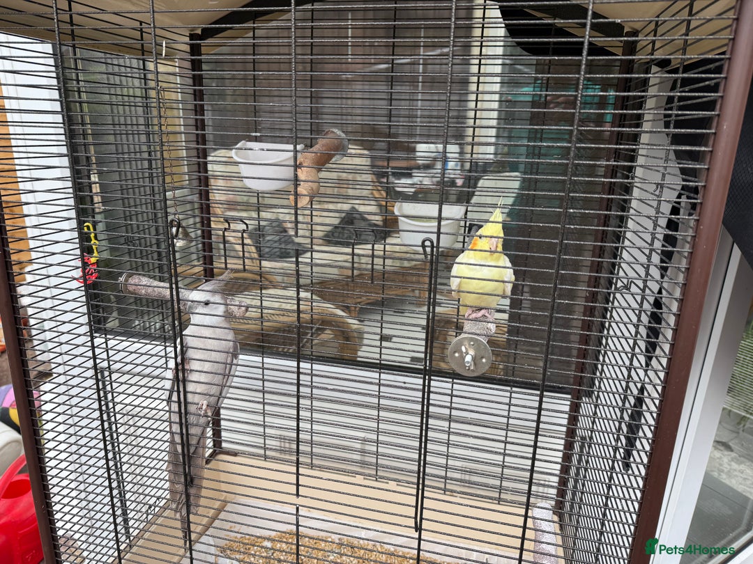 Cockatiels birds for sale: Wythenshawe  - Image 3