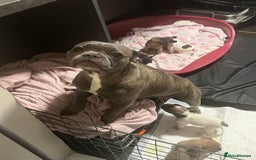 French Bulldog dogs for sale: French bulldog cross pups  - Image 1