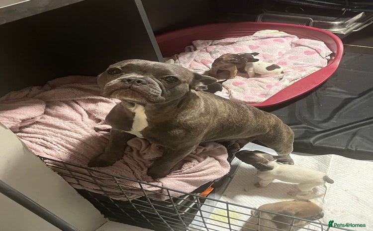 French Bulldog dogs - Advert 1