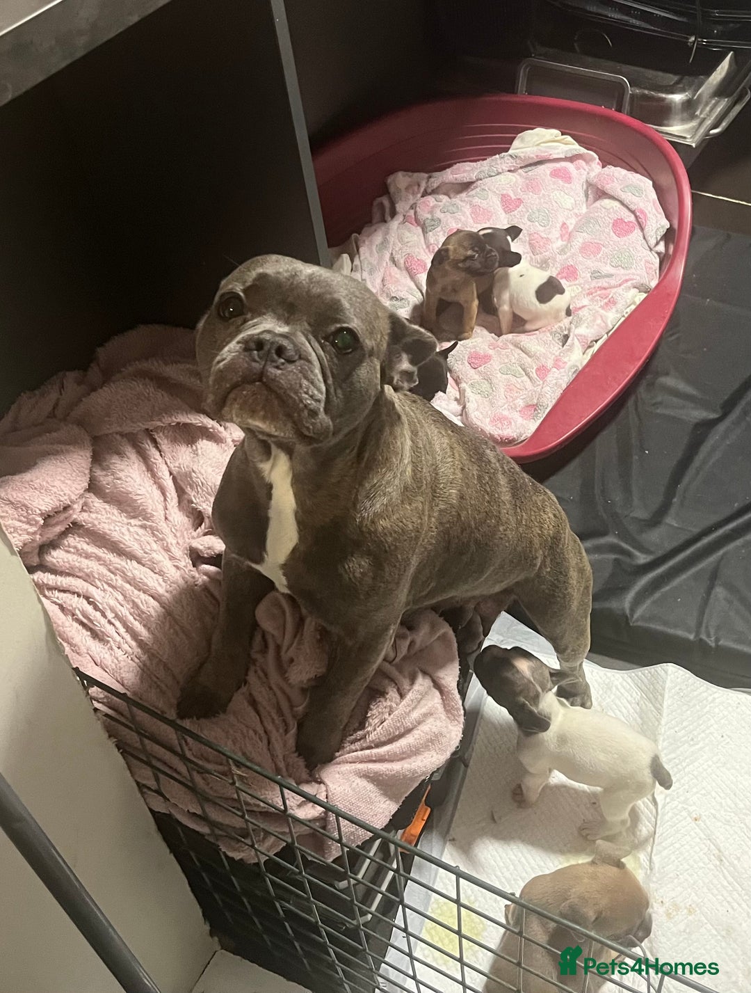 French Bulldog dogs for sale: French bulldog cross pups  - Image 1