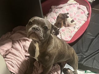 French Bulldog dogs - Advert 1