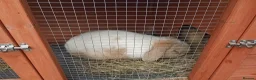 Mini Lop rabbits for sale: Beautiful adult female mini lop - Advert 4