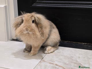 Mini Lion Lop rabbits Muffin Is for Sale - Advert 1