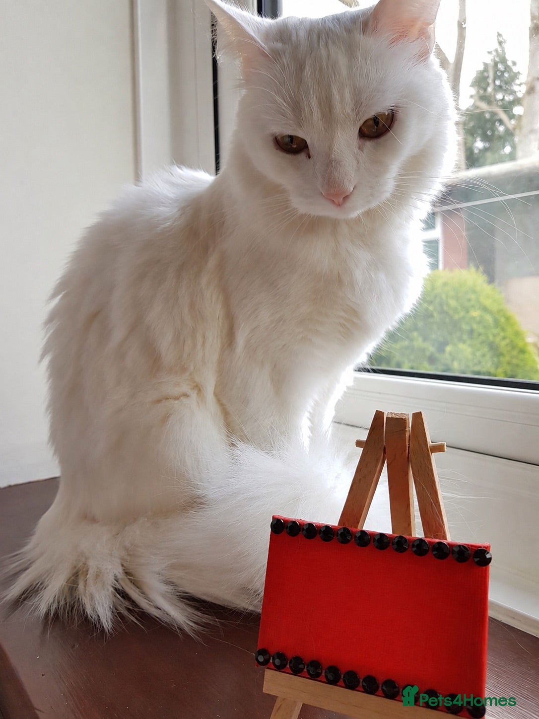 Turkish Angora cats Beautiful Turkish Angora for Rehoming - Advert 1