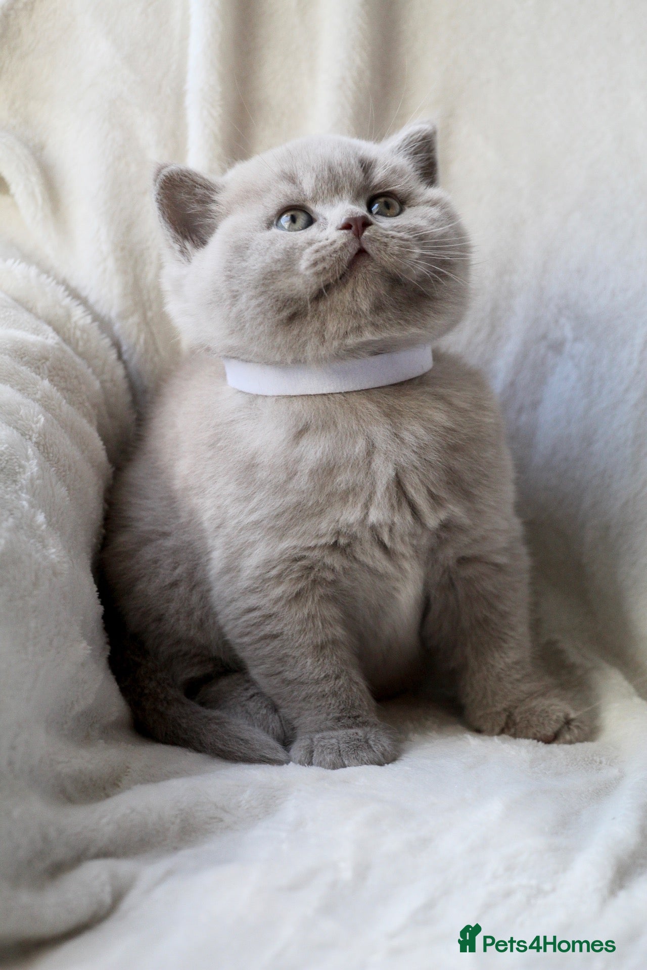 British Shorthair cats GCCF British Shorthair Kittens  - Advert 8
