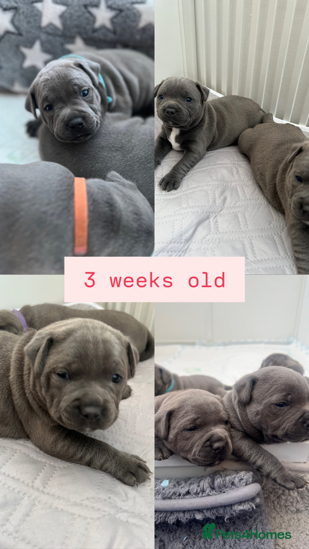 Staffordshire Bull Terrier dogs for sale: Orange Collar Puppy  - KC registered Blue ‘Bullscaff Pharaon’ Staffy Boy - Image 13