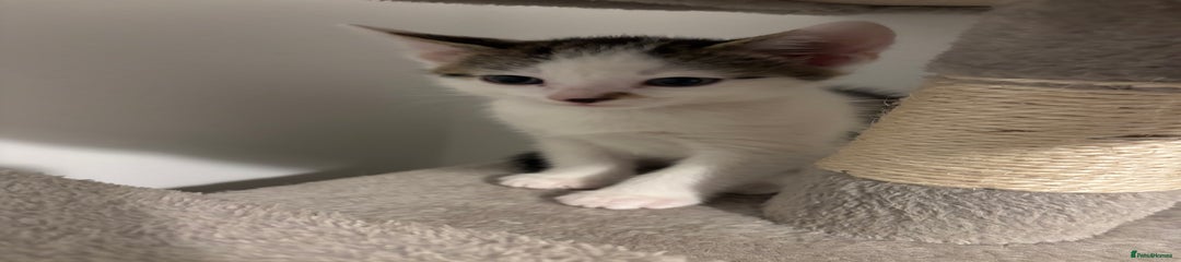 Domestic Shorthair Kitten 3
