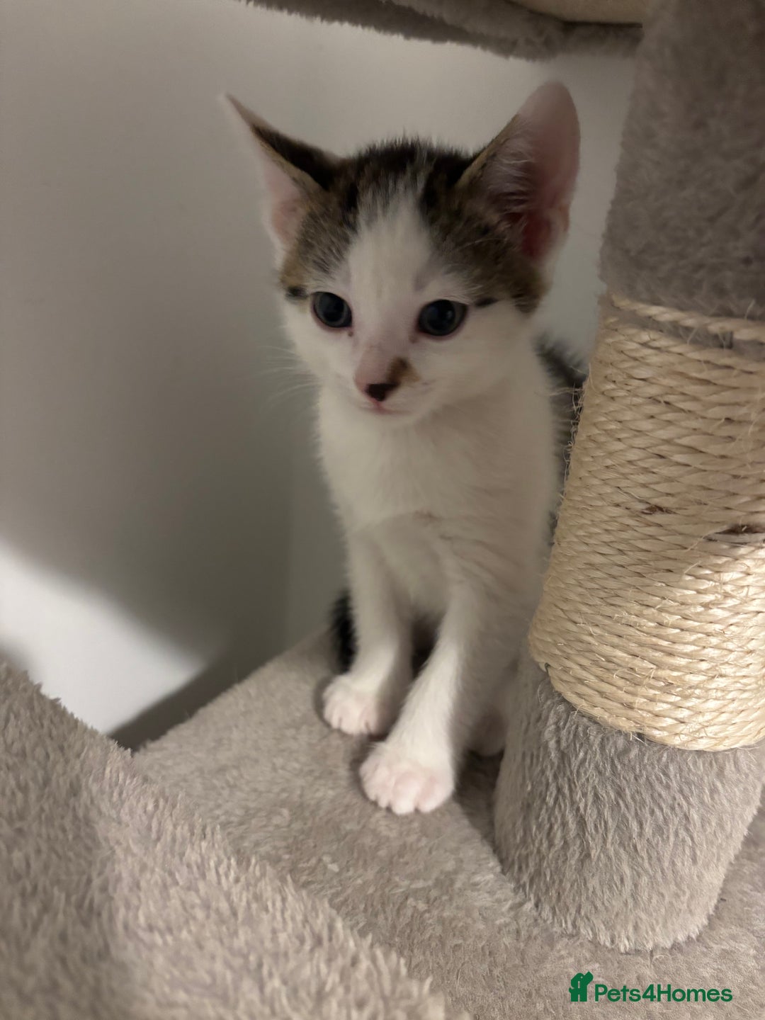 Domestic Shorthair cats for sale: Lovely 5 kittens for sale - Image 4