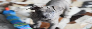 American Bull Staffy Puppy 3