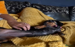 Dachshund dogs for sale: 2 dachshund needing a forever home   - Image 3