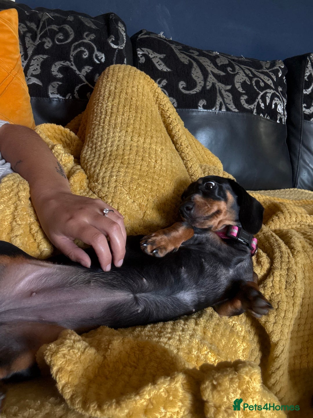 Dachshund dogs for sale: 2 dachshund needing a forever home   - Image 3