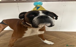 Mixed Breed dogs for sale: 2 gorgeous girls - Image 14