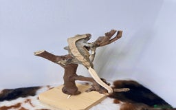 Gecko reptiles for sale: friendly Crested Gecko a rare changing colours! - Image 2