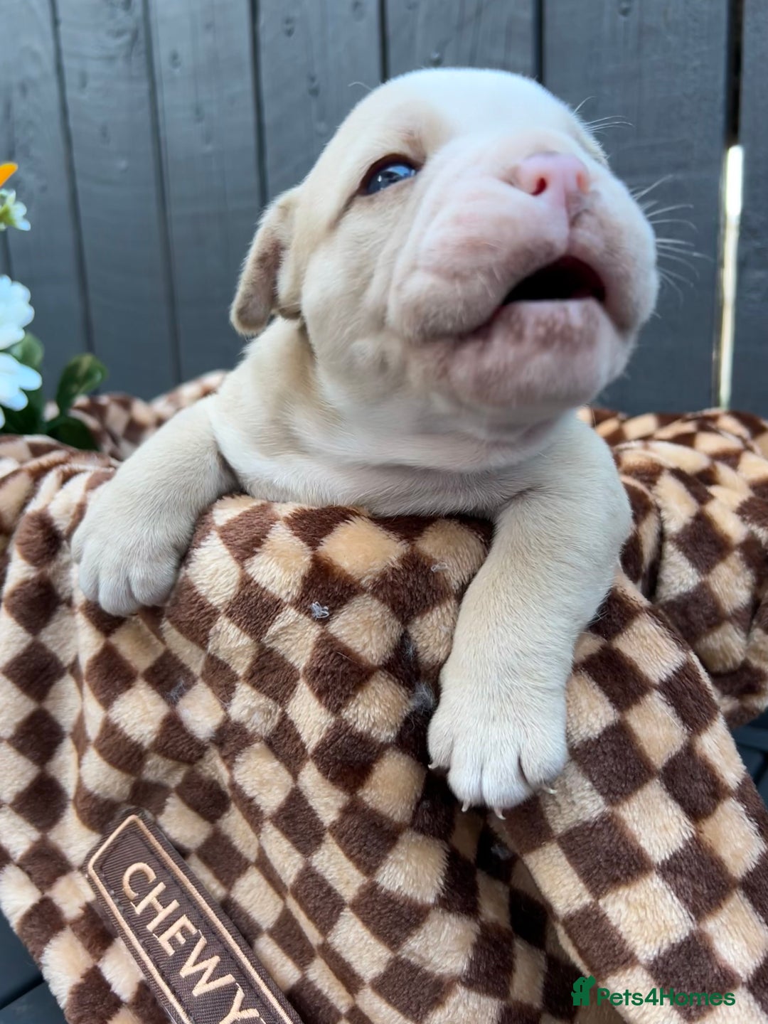 Olde English Bulldogge dogs for sale: MUST SEE OLDE ENGLISH PUPPIES!!  - Image 32