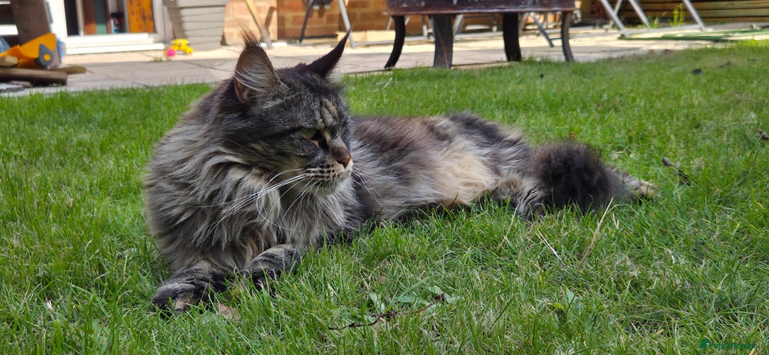 Maine Coon cats for sale: Stunning purebred. Maine coon cat  - Image 10