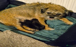 Mixed Breed dogs for sale: Gorgeous Border/Patterdale bitch - Image 7