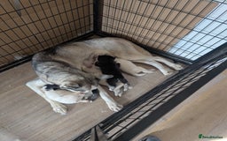 Siberian Husky dogs for sale: 5 Syberrian Husky puppies - Image 3