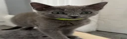 Russian Blue cats for sale: Russian Blue Kittens - Advert 3