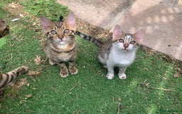 Bengal cats for sale: MIXED BENGAL KITTENS - Image 5