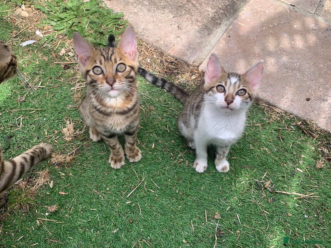 Bengal cats for sale: MIXED BENGAL KITTENS - Image 5