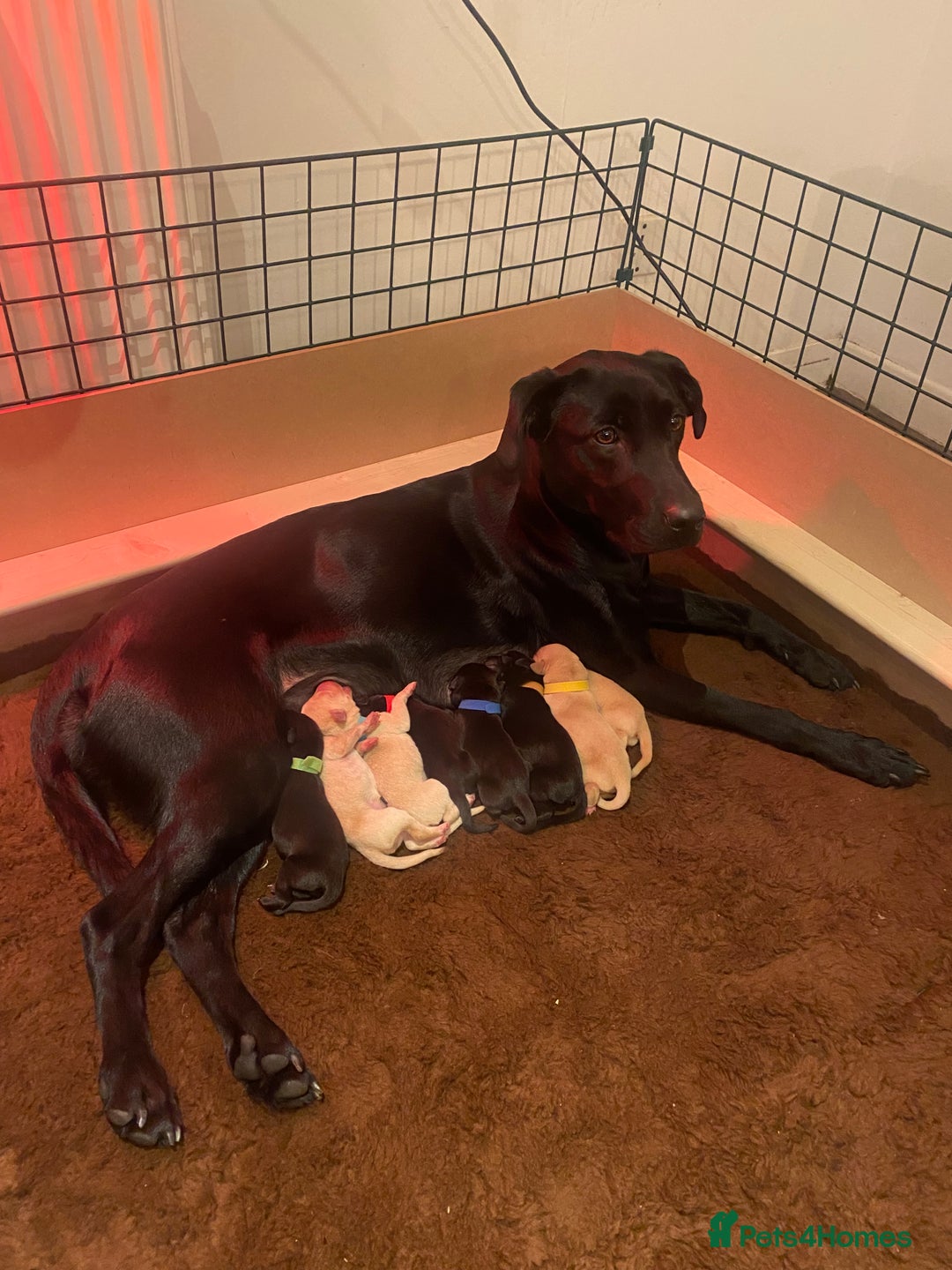 Labrador Retriever dogs for sale: KC registered Labrador puppies - Advert 1