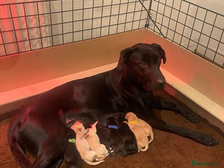 Labrador Retriever dogs KC registered Labrador puppies - Advert 4