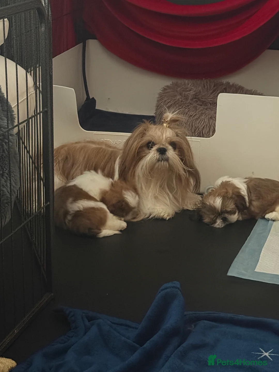 Shih Tzu dogs for sale: Stunning breed standard Shih Tzus  - Advert 1