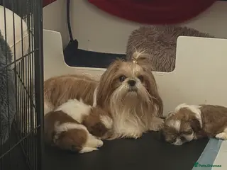 Shih Tzu dogs Stunning breed standard Shih Tzus - Advert 2