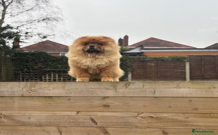Chow Chow dogs - Advert 16