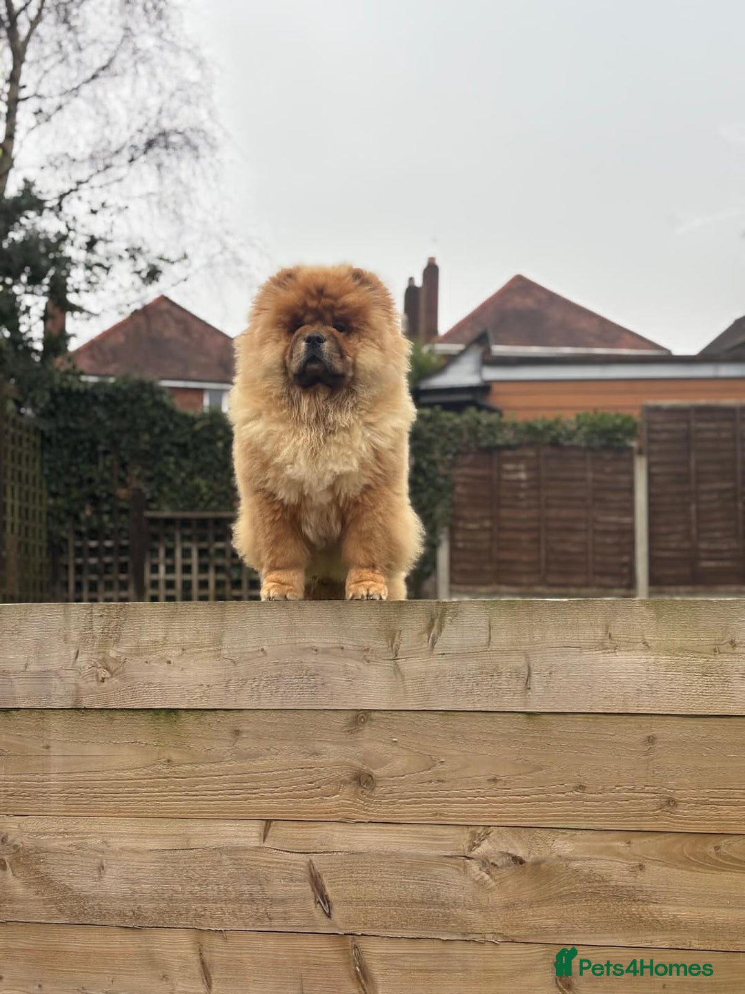 Chow Chow dogs for sale: Red Chow Chow - KC Registered - Image 1