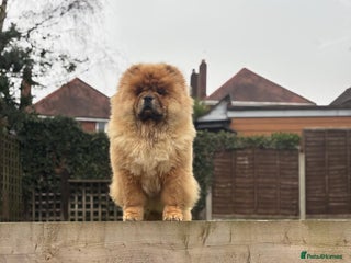 Chow Chow dogs - Advert 17