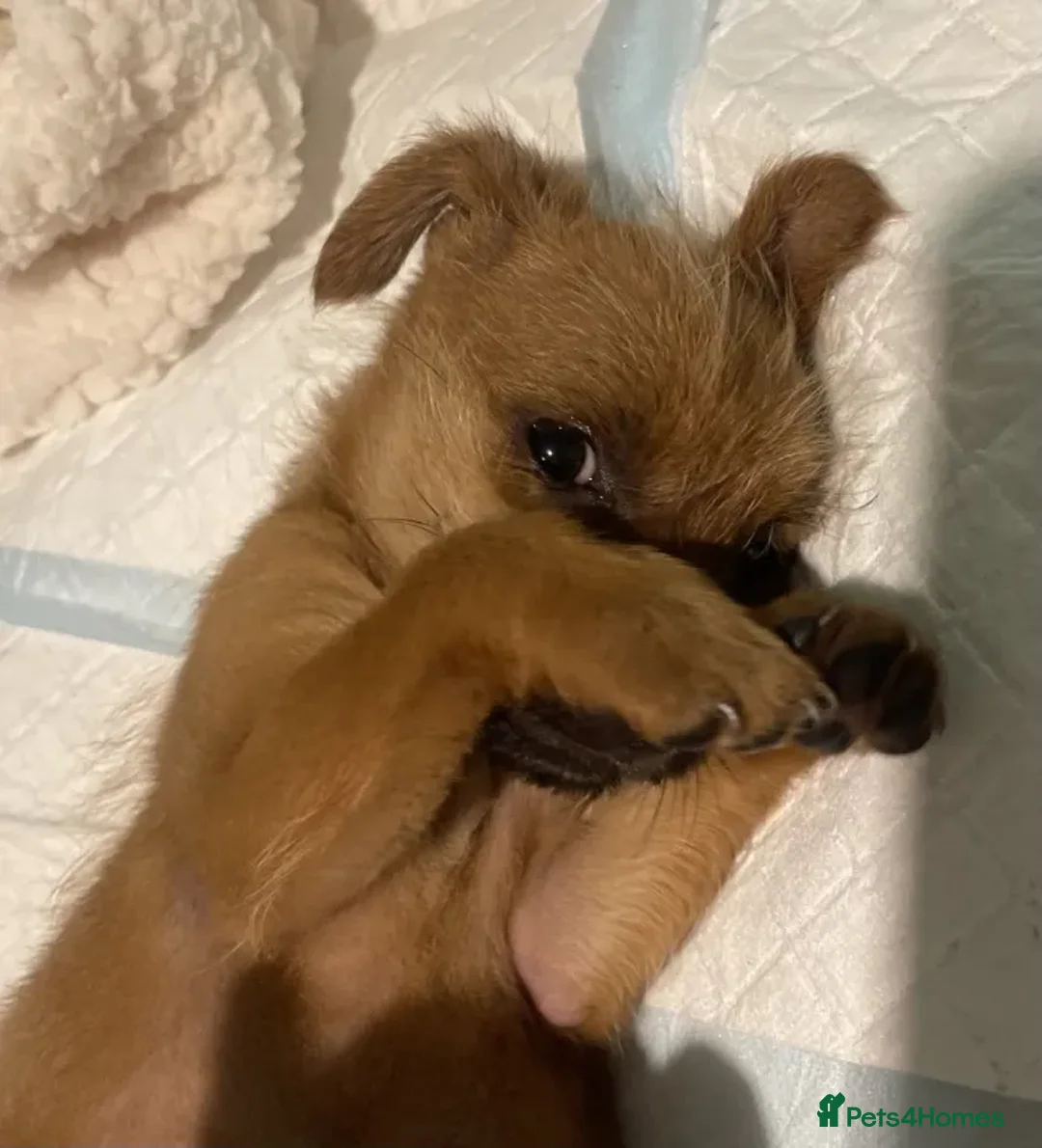 Mixed Breed dogs for sale: Gorgeous Female Chihuahua x Yorkie × Jack Russell - Advert 5