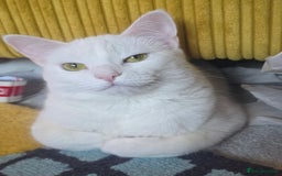 Domestic Shorthair cats for sale: Heartbreaking Rehome-18 month old Pure White Cat x - Image 12
