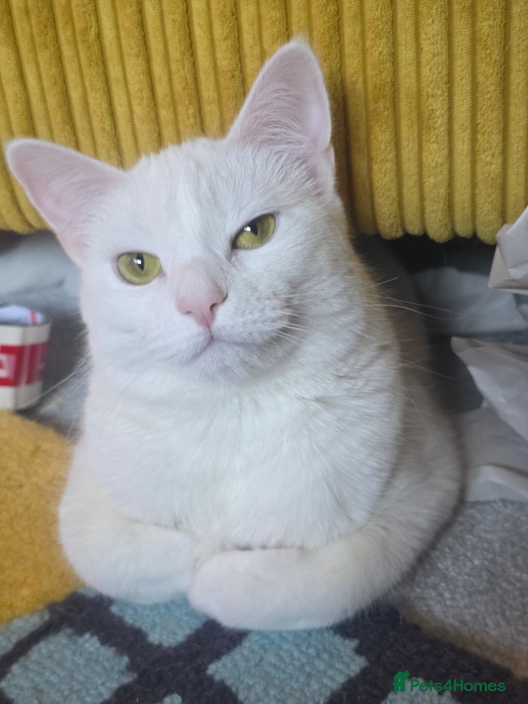Domestic Shorthair cats for sale: Heartbreaking Rehome-18 month old Pure White Cat x - Image 12