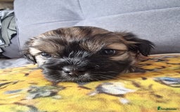Shih Tzu dogs for sale: Shihtzu pupies. - Image 6