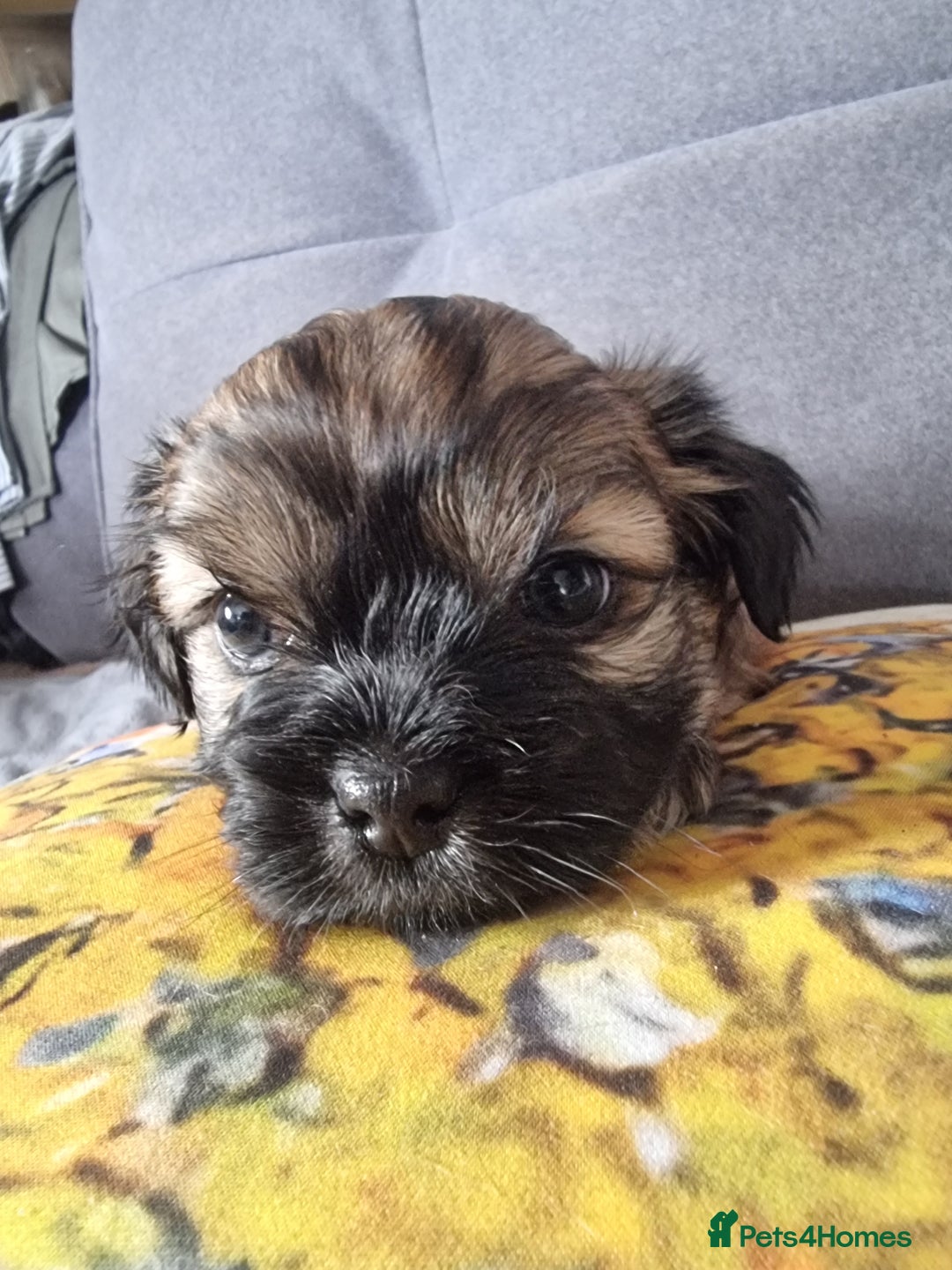 Shih Tzu dogs for sale: Shihtzu pupies. - Image 6
