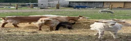 Goats livestock for sale: Goldern Gurnsey/Bagot - Advert 8