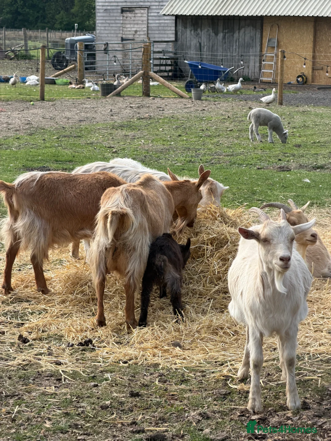 Goats livestock for sale: Goldern Gurnsey/Bagot - Advert 8