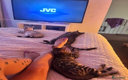 Bengal cats for sale: Male bengal kitten - Image 2