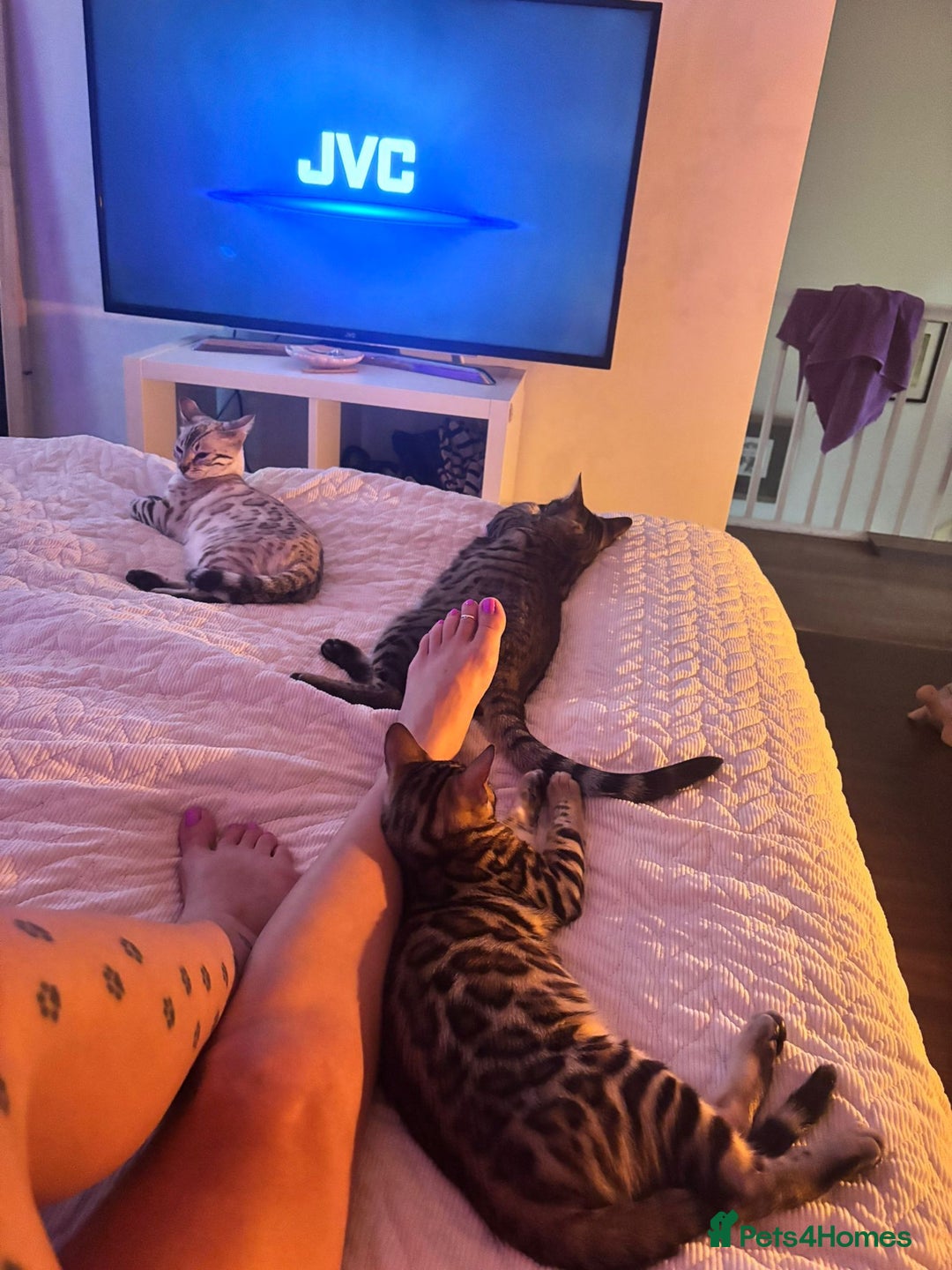 Bengal cats for sale: Male bengal kitten - Image 2